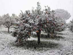 TN_SAM_4925_arance innevate 2.JPG